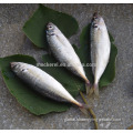 Frozen Horse Mackerel 10kg Carton Pack Frozen Horse Mackerel Fish Bqf Whole Round 16-25cm Supplier